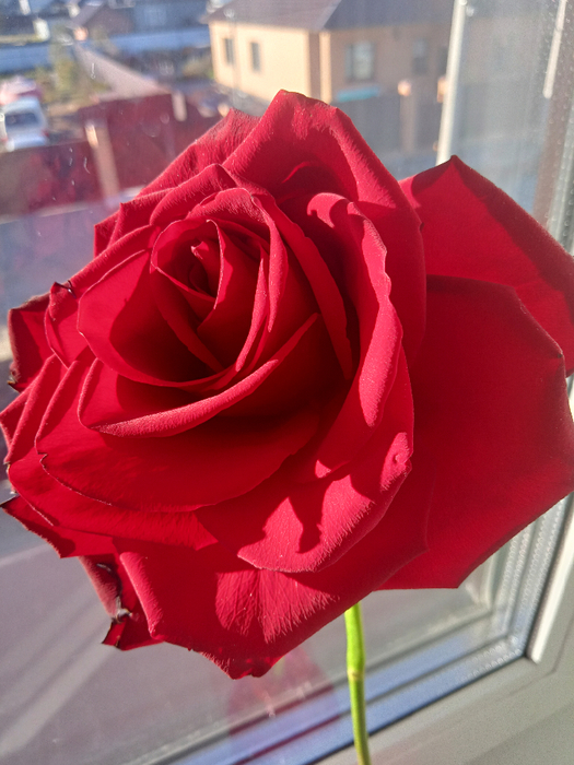 IMG20221006162529_00 (525x700, 411Kb)