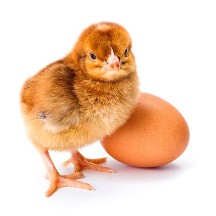 little-newborn-brown-chicken-with-egg-pbtzpue (700x700, 69Kb)