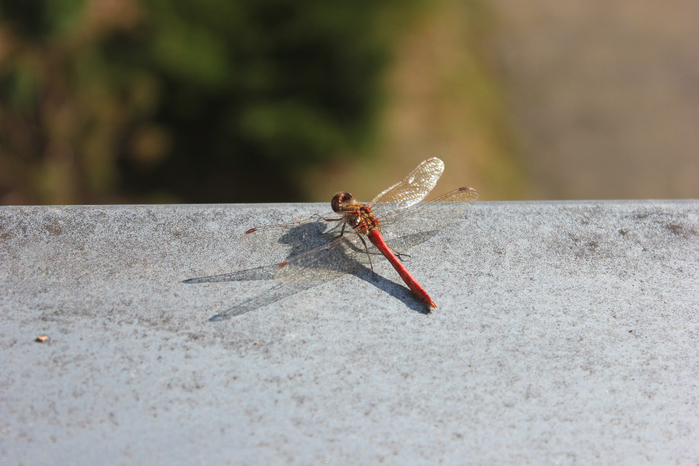 IMG_9630 (700x466, 376Kb)