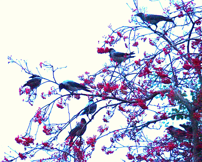 3 (700x560, 629Kb)