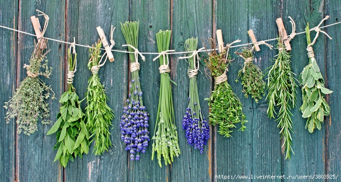 content_10-healing-herbs-to-grow-in-your-survival-garden__econet_ru (700x374, 329Kb)
