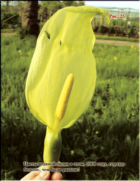 Puc.25 (541x700, 403Kb)