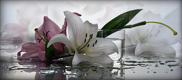 4953452_large (700x309, 158Kb)