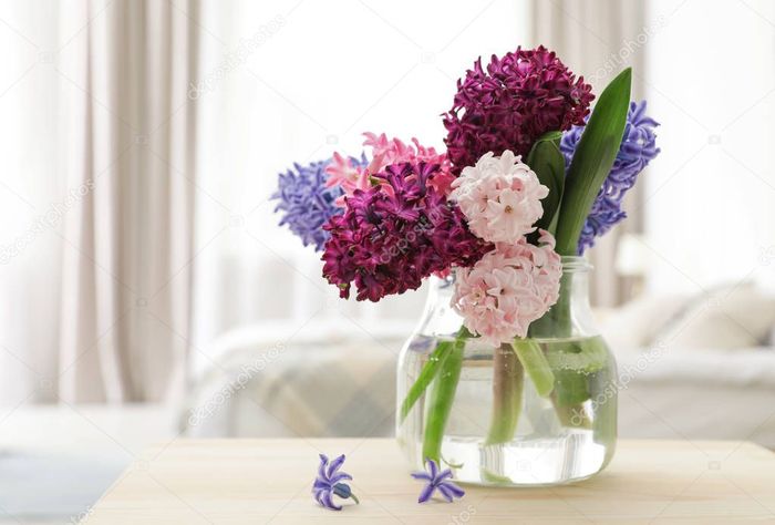 depositphotos_252831160-stock-photo-beautiful-hyacinths-in-glass-vase (700x474, 39Kb)