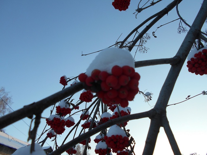4533467_DSCN3305 (700x524, 102Kb)