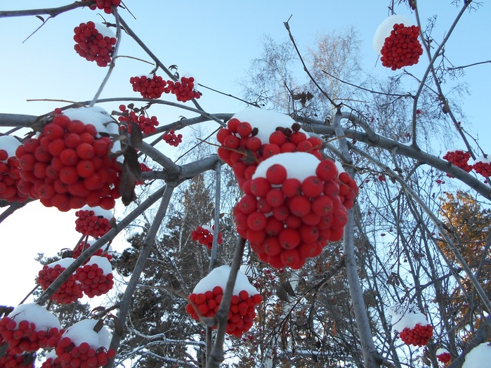 4533467_DSCN3307 (700x524, 189Kb)
