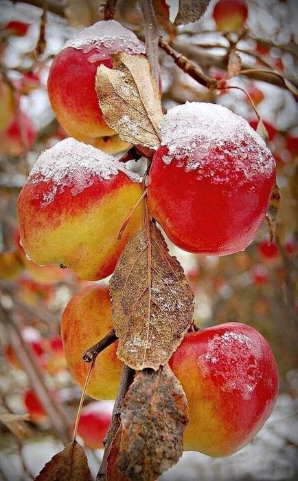 IMG_20221126_044343 (434x700, 128Kb)