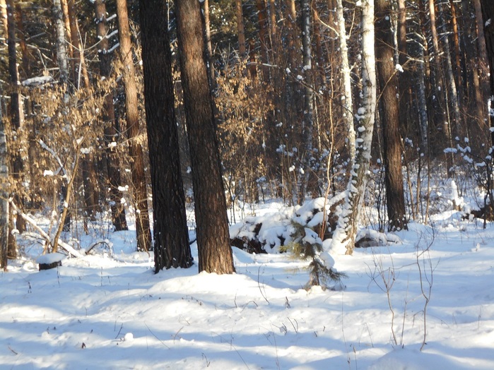 4533467_DSCN3393 (700x524, 182Kb)