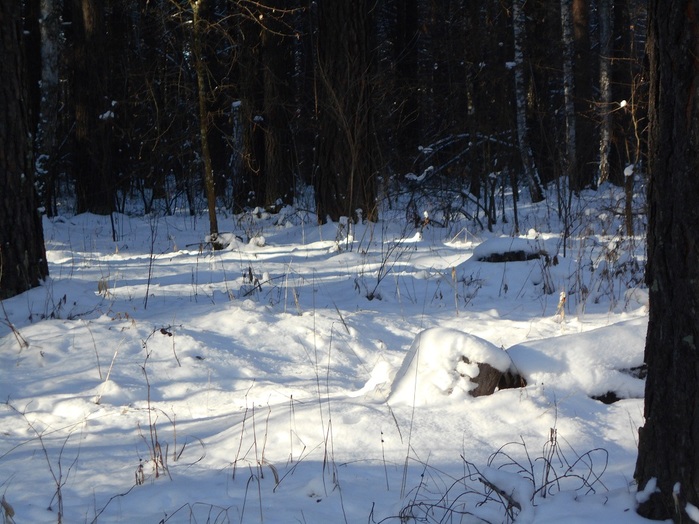 4533467_DSCN3395 (700x524, 142Kb)