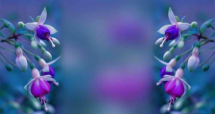 31 (700x371, 18Kb)