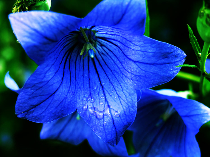 5182169_05502855555555555 (700x525, 339Kb)