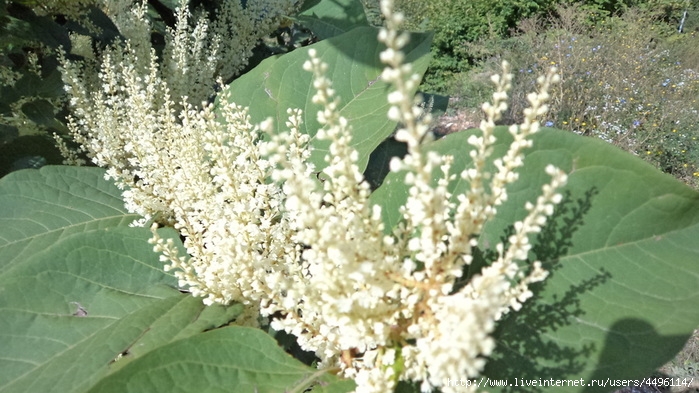 DSC03647 (700x393, 242Kb)