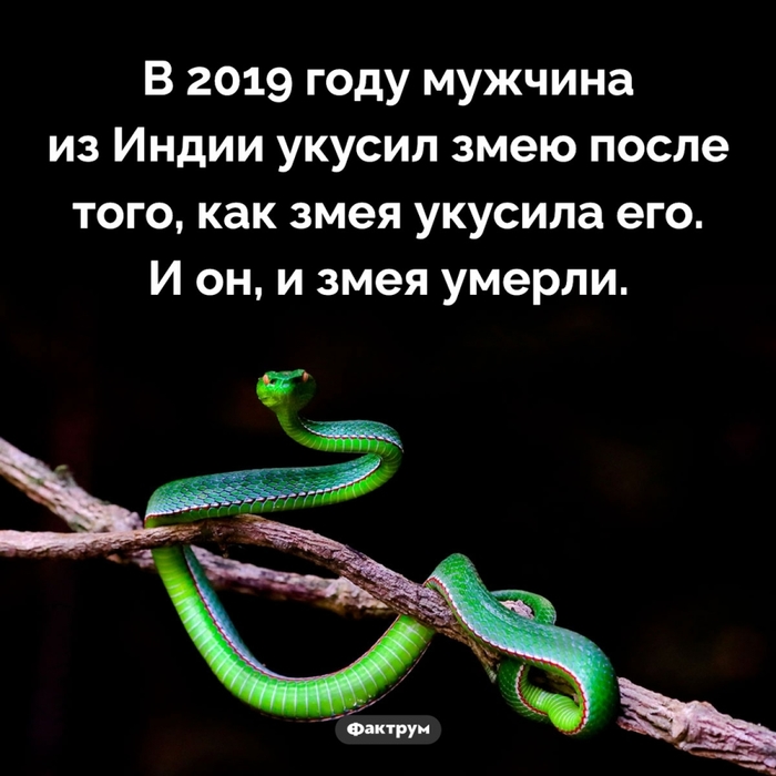 5402287_snaket (700x700, 174Kb)
