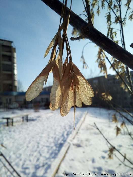 Погода крылатки. Сухие Крылатки кружатся в воздухе. СНТ Крылатки. Сухие Крылатки кружатся в воздухе картинка.