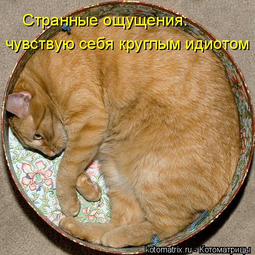 4743317_yo (500x500, 67Kb)