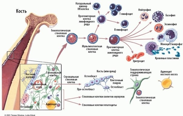 tox-lSpX3-w (604x385, 81Kb)