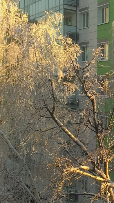 _2023-01-12_163500780 (393x700, 593Kb)