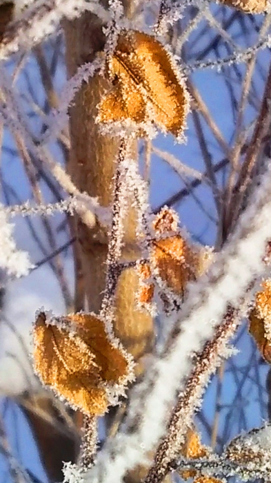 _2023-01-12_170455393 (393x700, 498Kb)