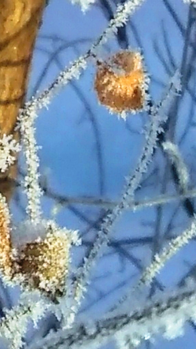 _2023-01-12_170521095 (393x700, 406Kb)