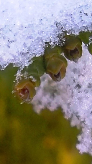 _2023-01-12_170943625 (393x700, 361Kb)