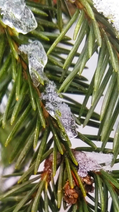 _2023-01-12_184713789 (393x700, 499Kb)