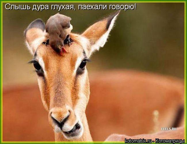4743317_Nb (650x500, 41Kb)