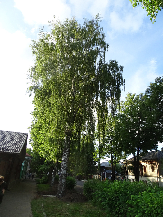 DSC00385 (525x700, 490Kb)