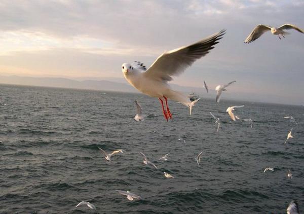 4743317_1135638784_41c2cc61d0ab4780add2efe440c41caebirds (600x422, 34Kb)
