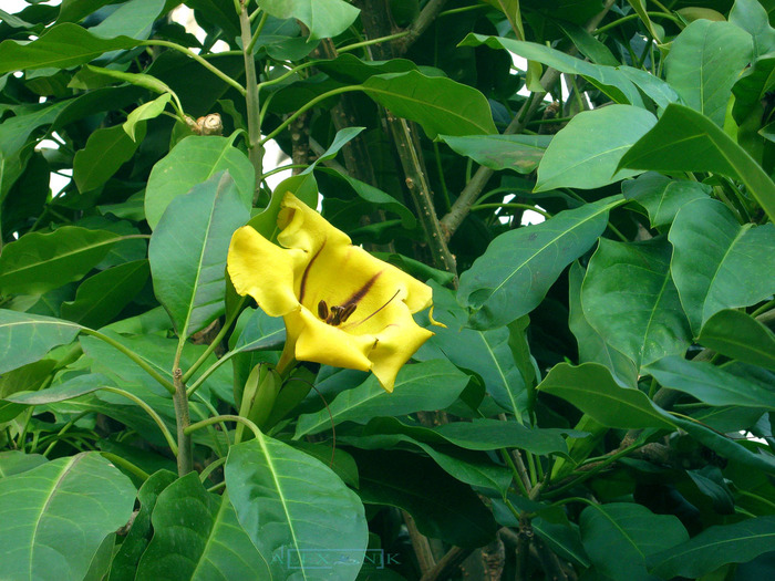 2839171_IMG_2923__Copy (700x525, 167Kb)