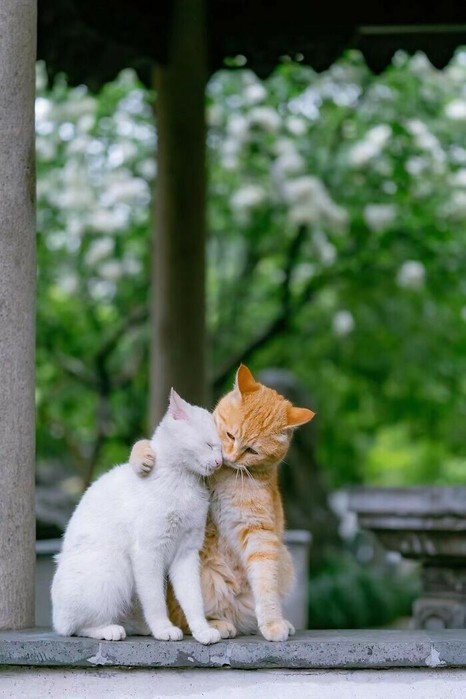 IMG_20230126_061756 (466x700, 67Kb)