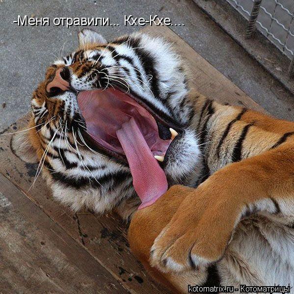 4743317_Mb (599x599, 92Kb)