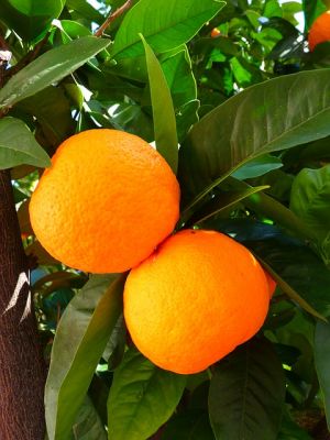 3109898_para_mandarin (300x400, 26Kb)