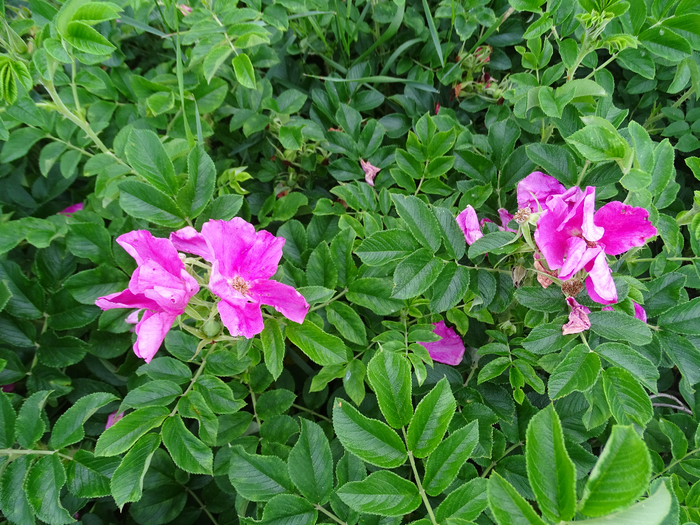 DSC00168 (700x525, 573Kb)