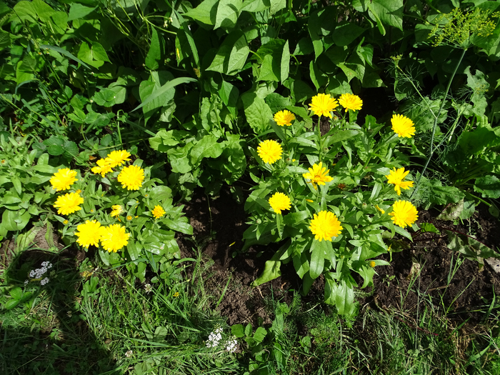 DSC00195 (700x525, 649Kb)