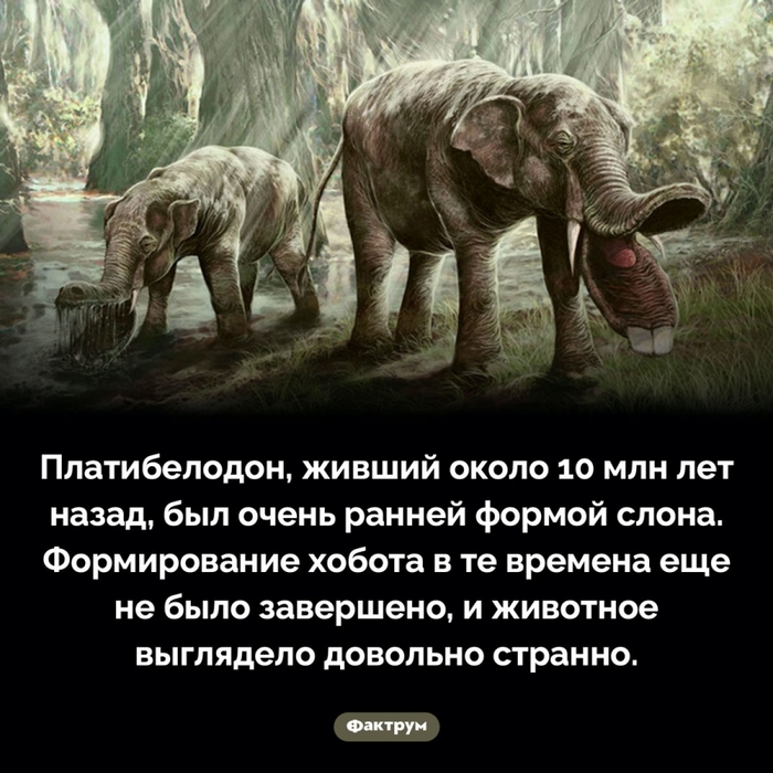 5402287_ochenstrannyjplatibelodon (700x700, 280Kb)