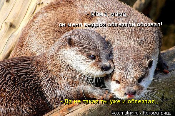 4743317_hD (595x396, 81Kb)