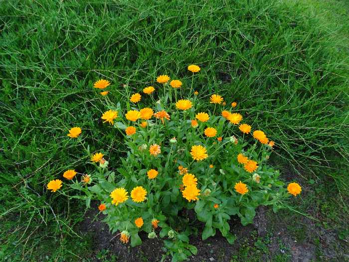 DSC00574 (700x525, 672Kb)