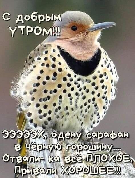 4743317_image20230207_16_57_44 (474x625, 68Kb)