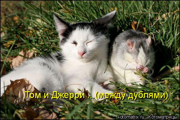 4743317_0Z (622x414, 63Kb)
