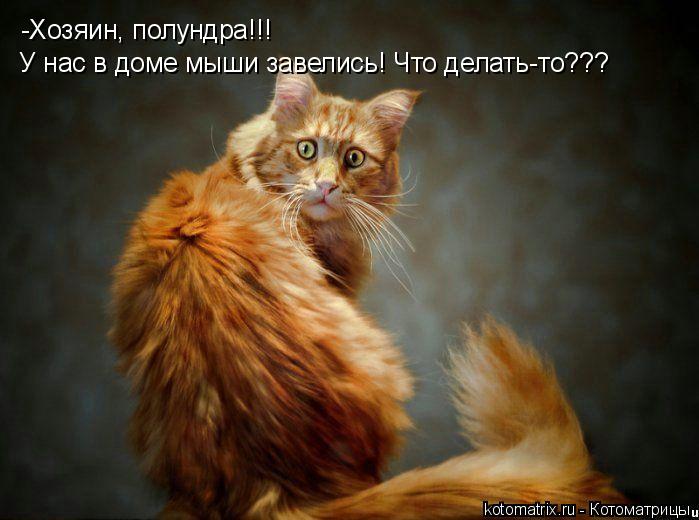4743317_Av (699x520, 45Kb)