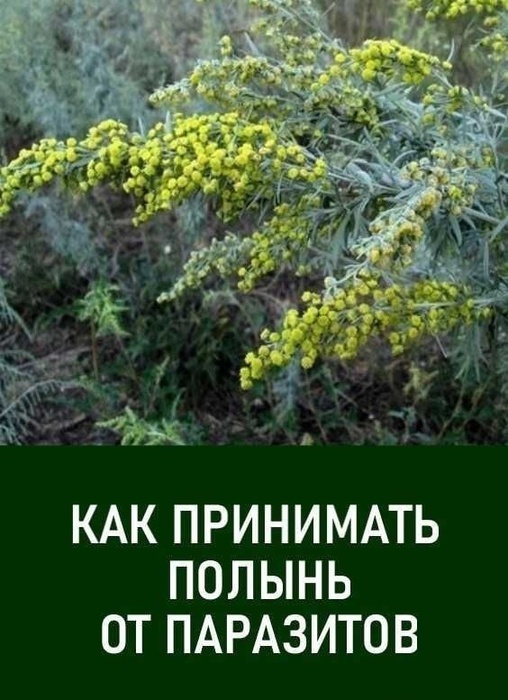 ВЕСЕННЯЯ ПРОФИЛАКТИКА И ИЗБАВЛЕНИЕ ОТ ВНУТРЕННИХ ПАРАЗИТОВ С ПОМОЩЬЮ ПОЛЫНИ (508x700, 125Kb)