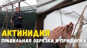 Без названия (300x168, 47Kb)