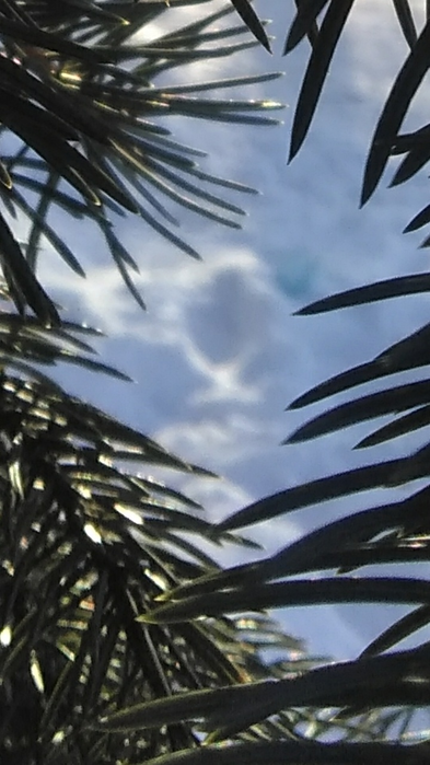 _2023-02-23_194128349 (393x700, 418Kb)