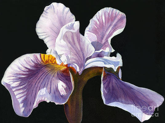 lavender-iris-on-black-sharon-freeman (536x400, 108Kb)