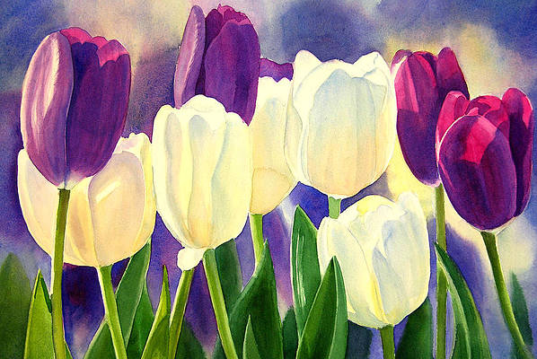 purple-and-white-tulips-sharon-freeman (598x400, 206Kb)