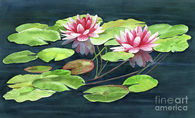 two-water-lilies-with-pads-sharon-freeman (659x400, 195Kb)