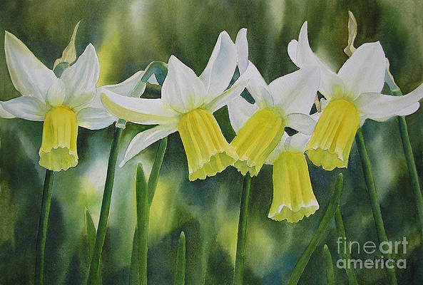 white-and-yellow-daffodils-sharon-freeman (593x400, 133Kb)