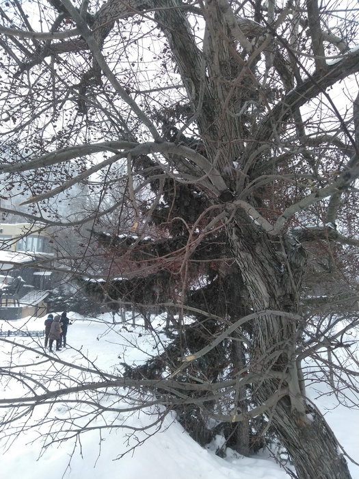 IMG_20230225_122505 (525x700, 224Kb)