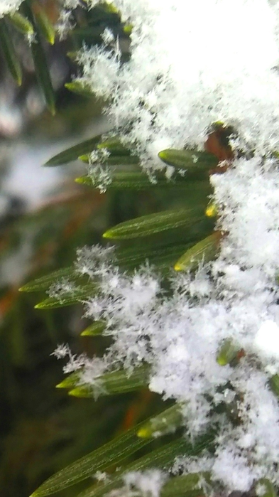 _2023-03-03_132902788 (393x700, 413Kb)