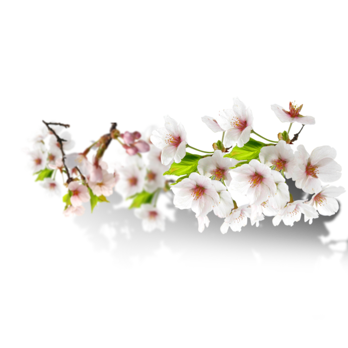 kisspng-floral-design-attractive-floral-diagram-5aa3aaf7cd45d0.0895140115206755758408 (700x700, 262Kb)